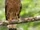 Philippine Serpent Eagle