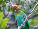 Bald Parrot