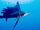 Indo-Pacific Sailfish