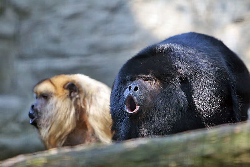 Monkey, Howler, Alouatta caraya, Primates, High Quality, Hand