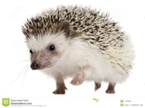 Four-toed Hedgehog