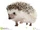 Four-toed Hedgehog