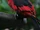 Black-winged Lory