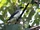 Manus Cuckooshrike