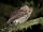 Mountain Scops Owl