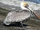 Brown Pelican