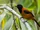 Hooded Pitohui