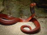 Red Spitting Cobra