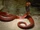 Red Spitting Cobra