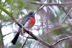 550px-Gray-throated Chat DSC 4088-1