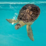 BaileyCMA37025-480x480.jpg (31 KB) Bailey