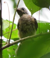 Black-winged Monarch.jpg (179 KB) Juvenile