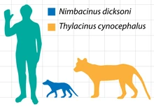Nimbacinus Dicksoni Animal Database Fandom