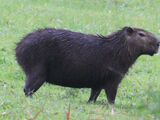 Lesser Capybara