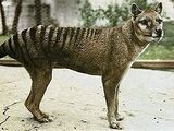 Thylacine