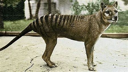 Thylacine - Simple English Wikipedia, the free encyclopedia