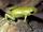 Green Poison Frog