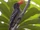 Red-billed Dwarf Hornbill