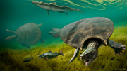 Reconstruction of Stupendemys geographicus