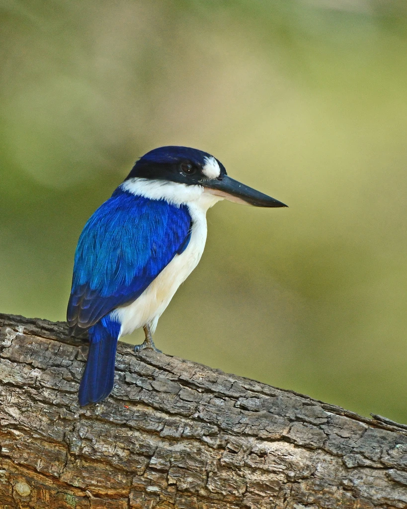 Forest Kingfisher Animal Database Fandom
