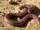Moroccan Worm Lizard
