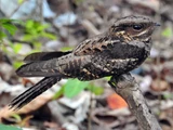 Andaman Nightjar