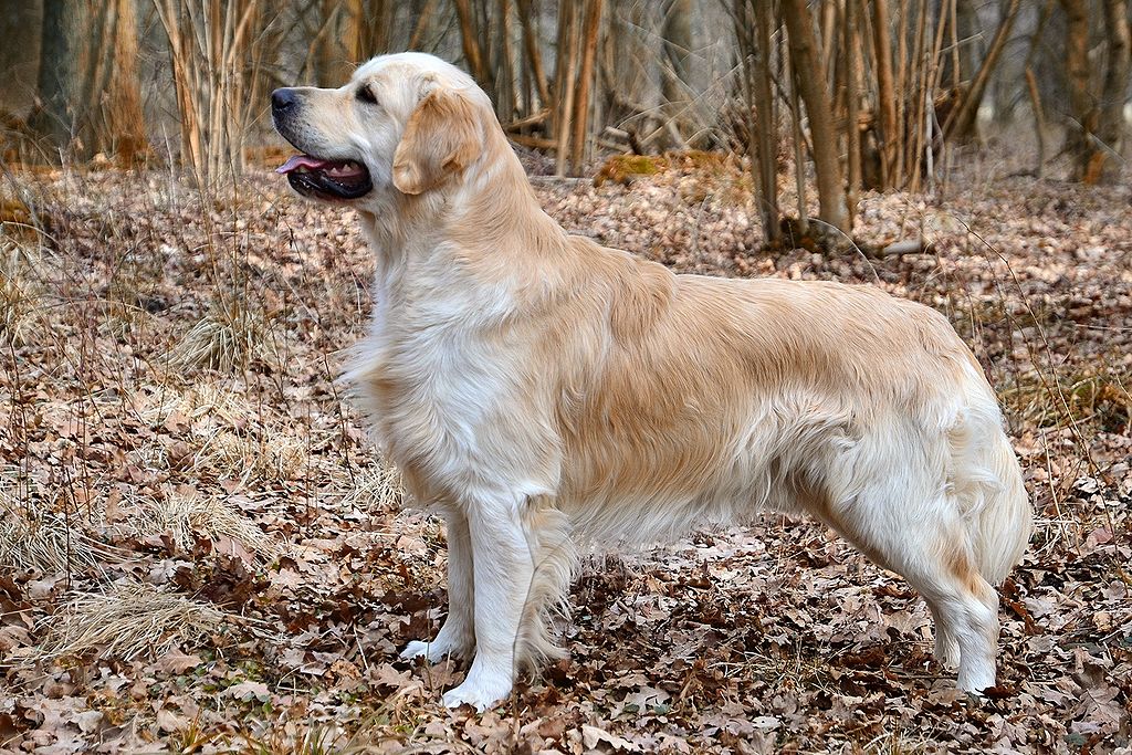 Golden Retriever: Temperament, Lifespan, Grooming, Training