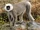Nepal Gray Langur
