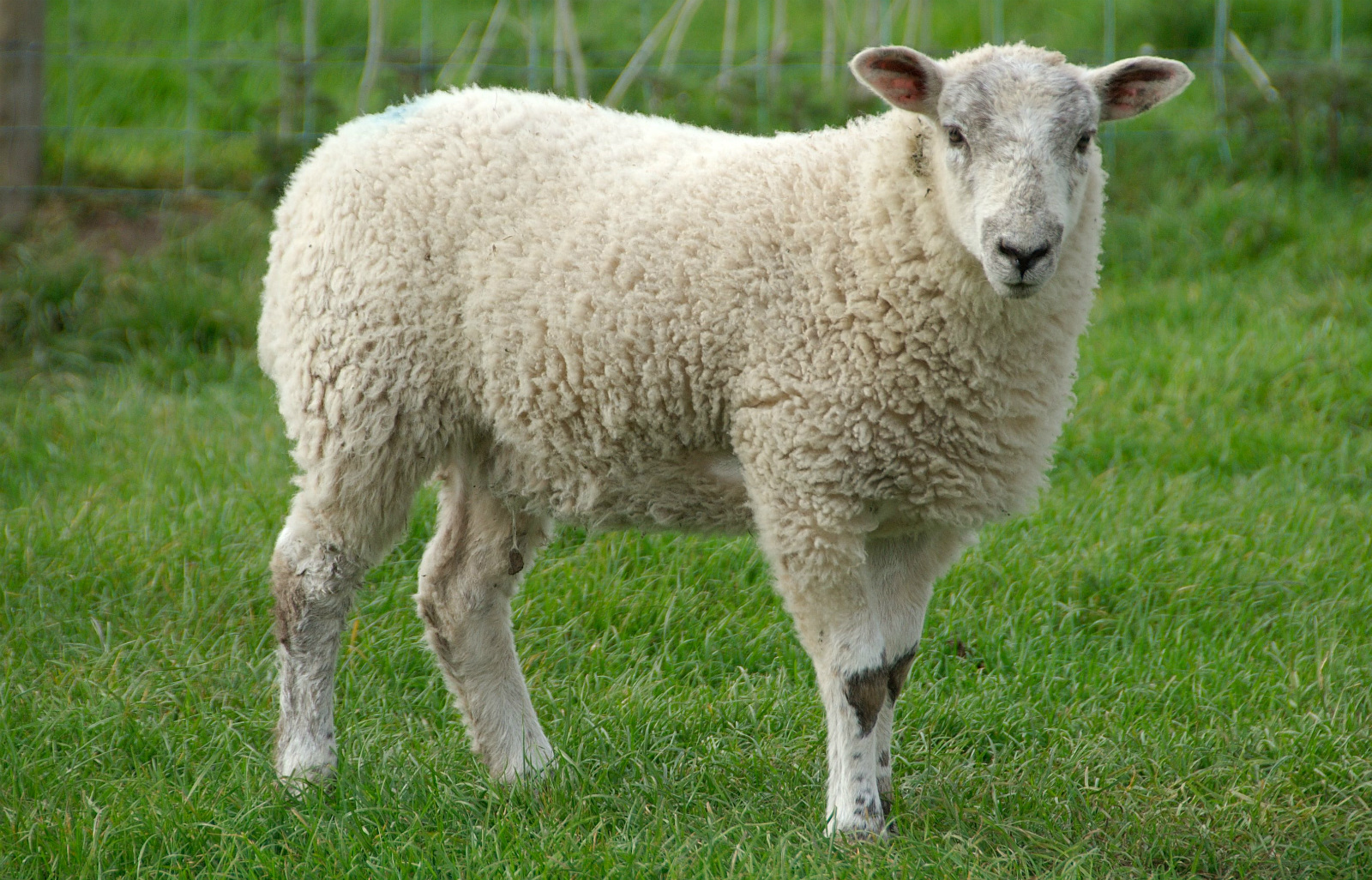 sheep a domestic animal