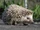 North African Hedgehog