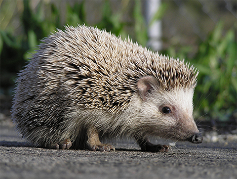 wild african pygmy hedgehog