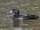 Common Scoter