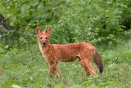 Dhole31.webp (70 KB)