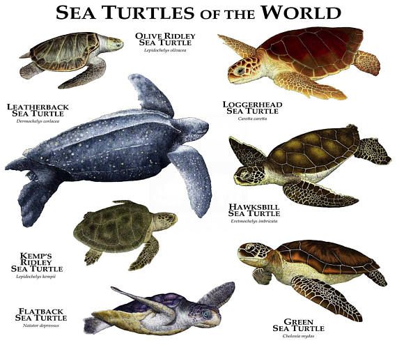 Sea Turtle, Species