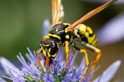 Wasp-1
