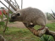 Western tree hyrax (Dendrohyrax dorsalis).jpg (96 KB)