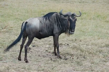Wildebeest 