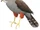 Bicolored Hawk