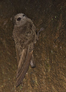 417--Vencejo-de-cascada-Great-Dusky-Swift-Cypseloides-senex-Cataratas-Iguaz-08-11-2010-b