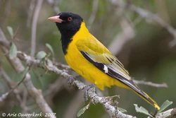 75891557.xjjrI6QE.blackheadedoriole.pbase1