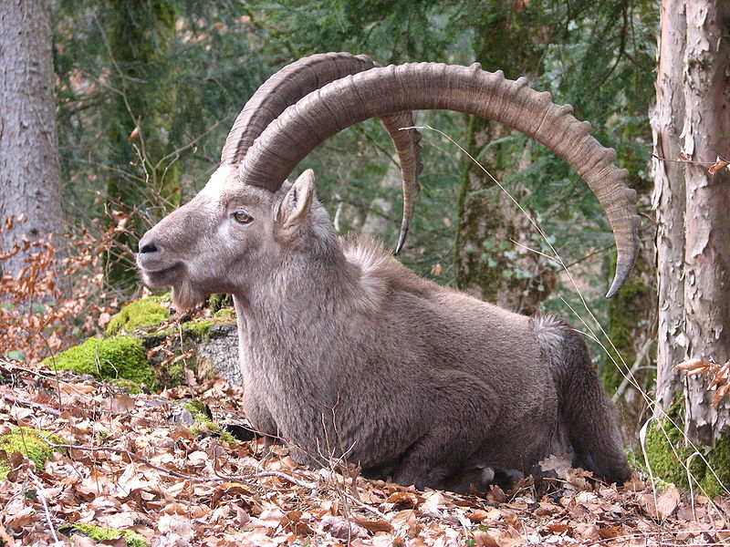 Alpine Ibex | Animal Database | Fandom