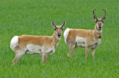 Two Pronghorn