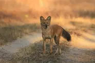 Dhole27.webp (66 KB)