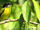 Black-headed Tody-flycatcher