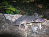 Large-eared Tenrec