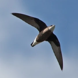450px-White-throated NeedletailM&Ca
