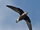 White-throated Needletail