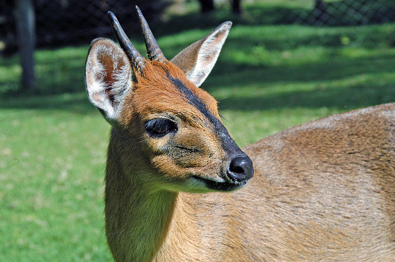 Red-flanked duiker (Cephalophus rufilatus) - Quick facts