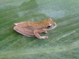 Pine Forest Stream Frog
