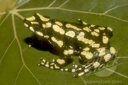 Atelopus arsyecue